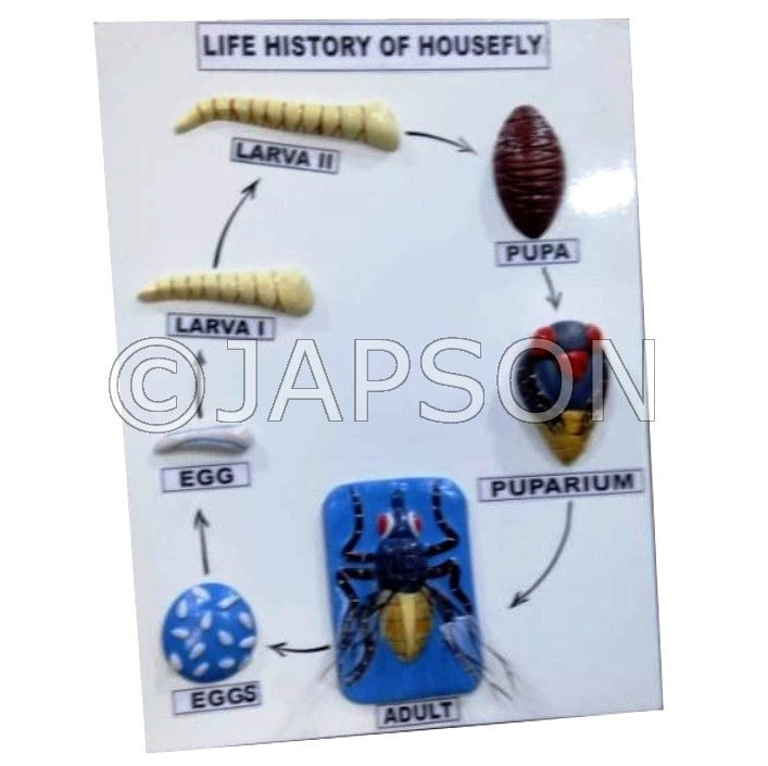 Model, Life History of Housefly Model, Life History of Housefly